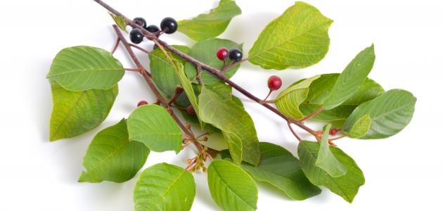 فوائد نبات النبق وأنواعه