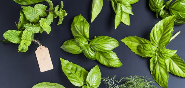 الدليل الشامل 2026: طرق طبيعية وفعالة للقضاء على البق بالأعشاب 