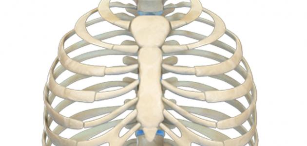 سر مرونة الجسم: اكتشفي قوة الكولاجين البحري لقفص صدري مرن في 2026