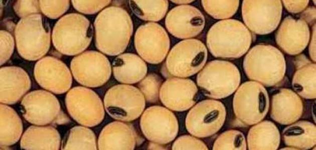 الصوجا وزيادة الوزن: حقائق صادمة حول فعاليتها في 2026