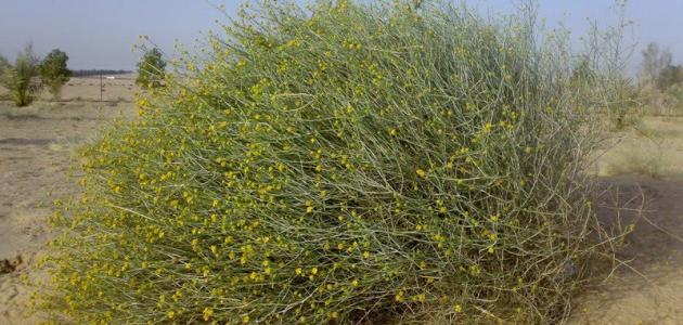 كل ما تحتاج معرفته عن نبات العرفج وفوائده