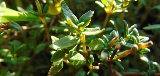 الزعتر والزنجبيل: كنز الطبيعة بين يديك.. وهل سيستمر تأثيرهما العلاجي في 2026؟ 