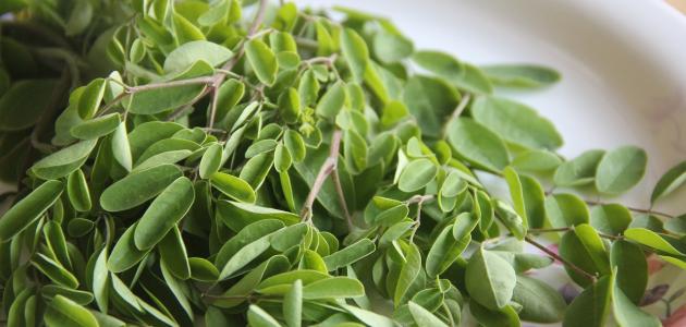 الدليل الشامل لفوائد المورينجا للتخسيس والصحة (2026)