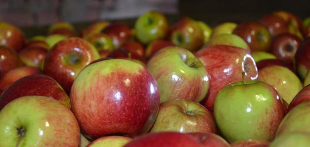 كل ما تود معرفته عن فوائد التفاح الصحية والغذائية