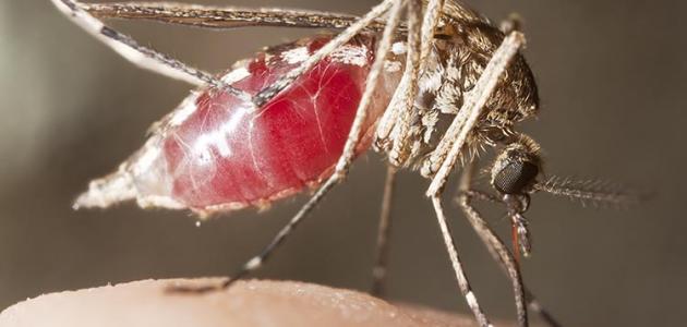 تحليل شامل: البعوض، الأمراض المنقولة، واستراتيجيات المكافحة الفعالة