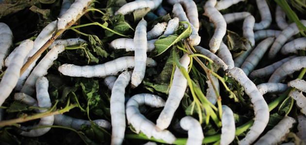 أسباب ظهور الدود الأبيض في المنزل: تحليل شامل وطرق المكافحة