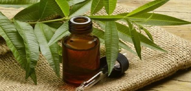 زيت شجرة الشاي: فوائد واستخدامات و محاذير