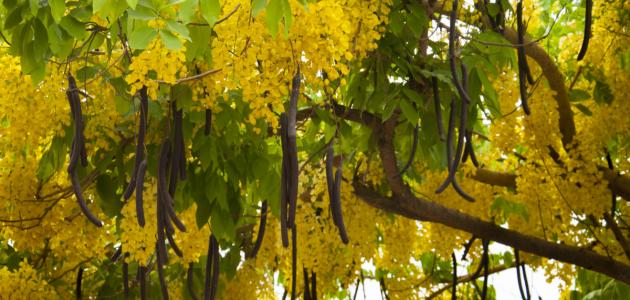 الدليل الشامل لفوائد خيار الشمبر واستخداماته في 2026