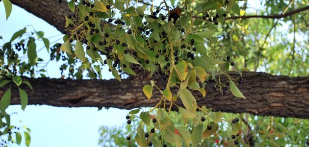الكافور: فوائده واستخداماته ومحاذير هامة يجب معرفتها