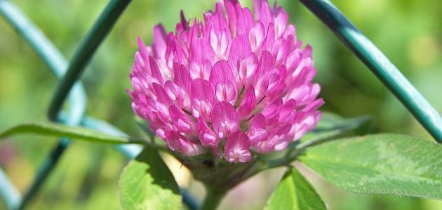 عسل زهرة البرسيم: بين فوائد الماضي وتوقعات مستقبل 2026