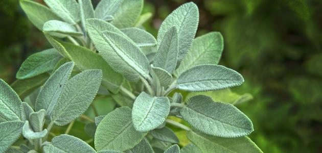 المرمرية: فوائدها الصحية وقيمتها الغذائية ومحاذير استخدامها