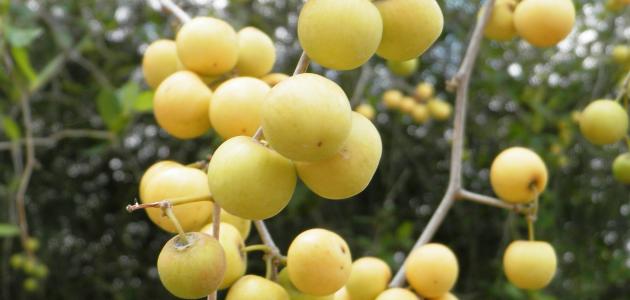 السدر: فوائد مذهلة للصحة والشعر وطرق الاستعمال