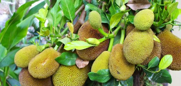 فوائد فاكهة الجاك فروت الصحية والغذائية