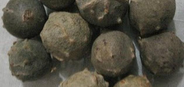 فوائد وأضرار عشبة العفص