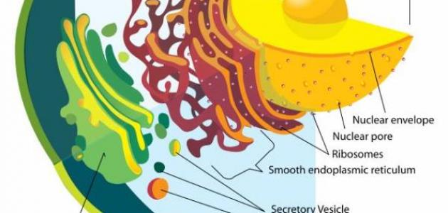 المركبات الأساسية في الخلية: دليل شامل لوظائفها وأنواعها