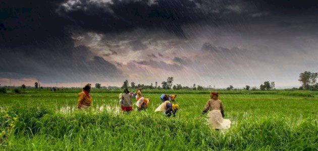 أهم المحاصيل الزراعية في مصر: دليل شامل 2026