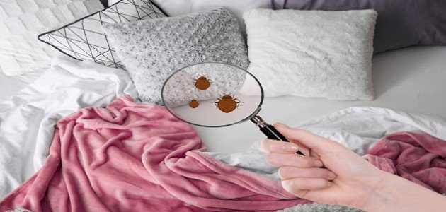 التخلص من البق: استراتيجيات فعالة بين الماضي والحاضر وتوقعات 2026