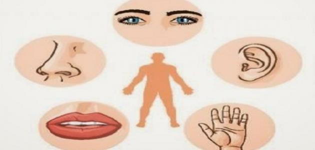 الدليل الشامل لحواس الإنسان: حقائق، أنواع، ووظائف (2026)