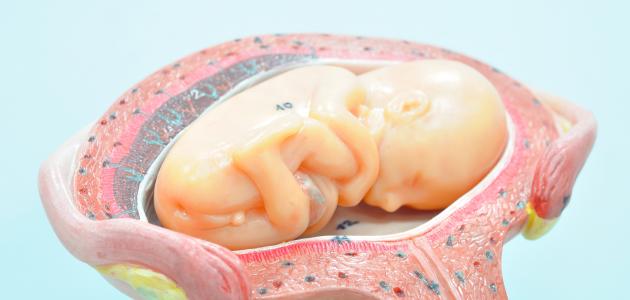 الشهر الرابع من الحمل: الدليل الشامل لعام 2026