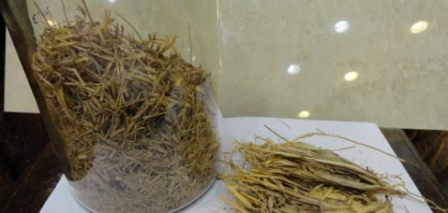 طريقة استخدام عشبة المدينة وفوائدها الصحية