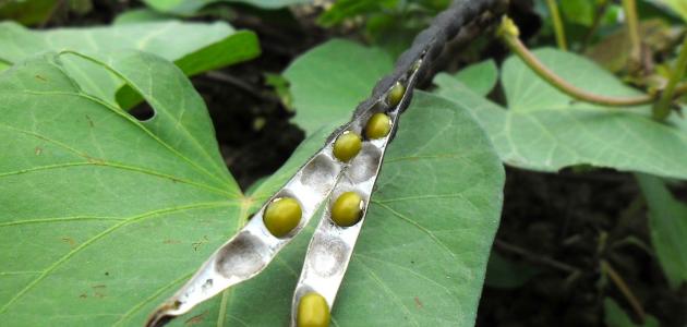 فوائد الماش للبشرة والصحة العامة