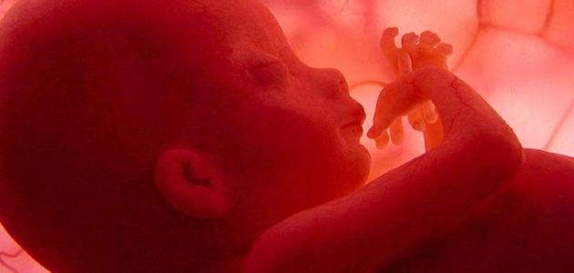 رحلة تكوين الجنين شهر بشهر: دليل شامل ومفصل