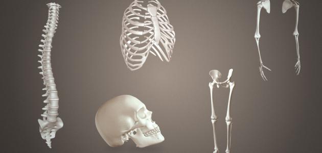 دليل شامل: أجزاء الجهاز الهيكلي ووظائفه الرئيسية لصحة الجسم