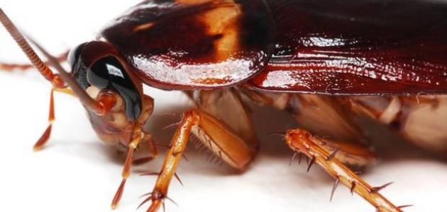 مبيدات الصراصير السائلة: بين فعالية الماضي وتحديات المستقبل (2026)