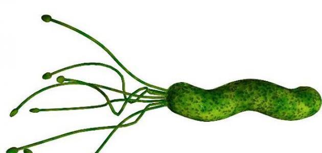 جرثومة الحمل: كل ما تحتاجين معرفته عن داء المقوسات وتأثيره على الحمل