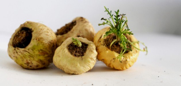 فوائد جذور الماكا الصحية