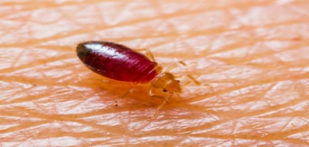 الدليل الشامل للقضاء على البق نهائياً: تحديث 2026