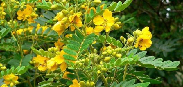 متى يبدأ مفعول السنامكي؟ دليل شامل للاستخدام والفوائد والمحاذير