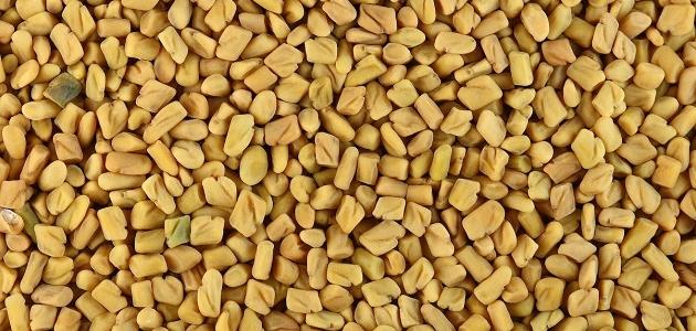 وصفات طبيعية لتسمين الوجه باستخدام الحلبة