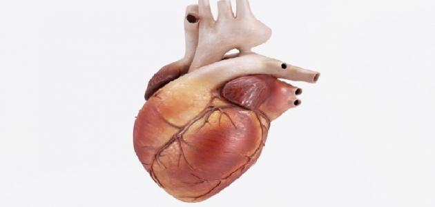 تحليل: عضلة القلب - التركيب والوظيفة وآلية العمل