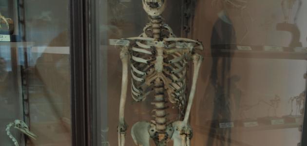 طول القامة: أسرار النمو البشري عبر التاريخ