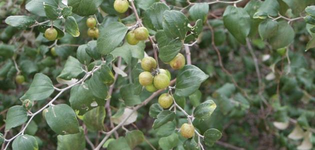 السدر: فوائد واستخدامات هذه الشجرة المعجزة