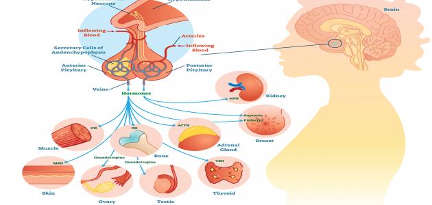 كل ما تحتاج معرفته عن هرمون النمو وتأثيراته