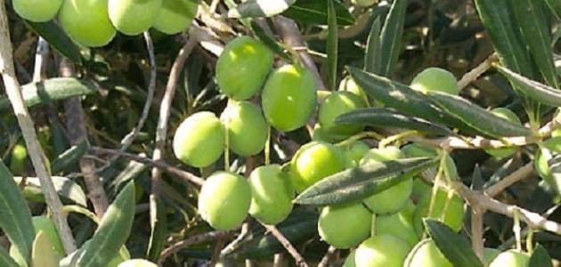 فوائد شجرة الزيتون المباركة وتأثيرها الإيجابي