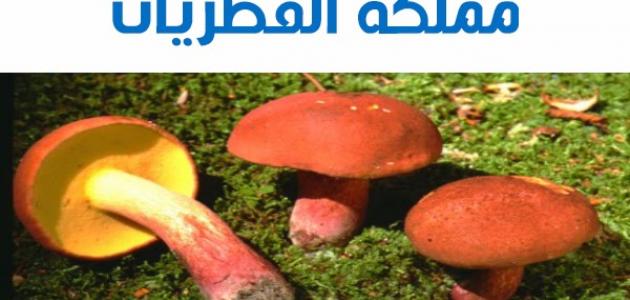 الخصائص العامة للفطريات وأهم أنواعها