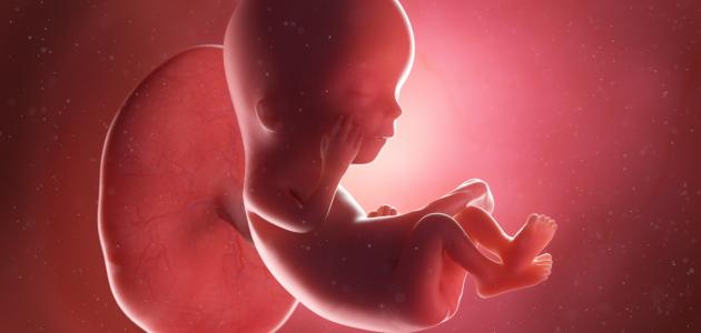 أسباب ضعف نبض الجنين وتأثيره على صحة القلب