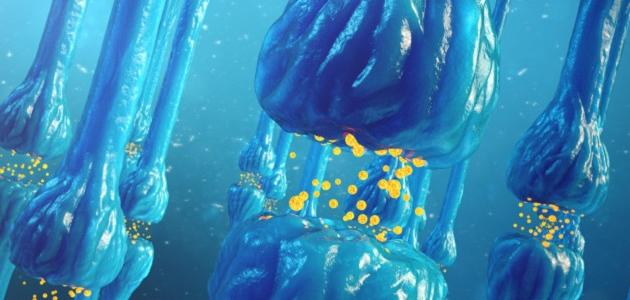 مكونات الجهاز العصبي: فهم شامل للجهاز العصبي المركزي والطرفي