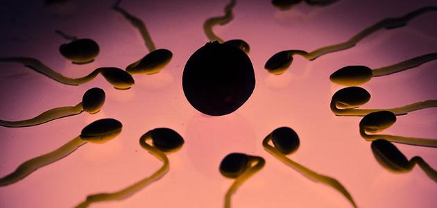 أعراض يوم نزول البويضة وأهم المعلومات حولها