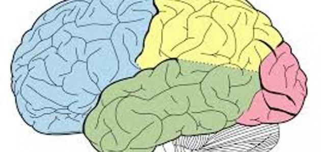 10 نصائح للحفاظ على صحة المخ