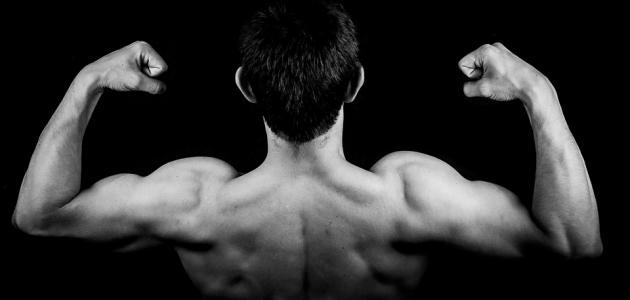 أهمية الجهاز العضلي في الجسم