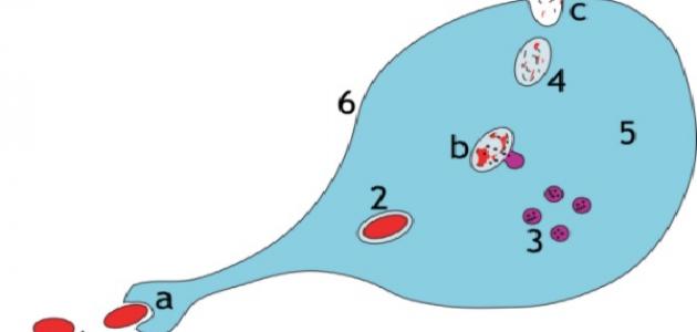مراحل عملية البلعمة في الدفاع المناعي