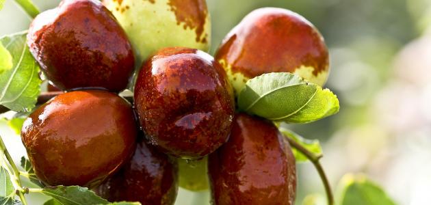 فوائد العناب الغذائية والصحية