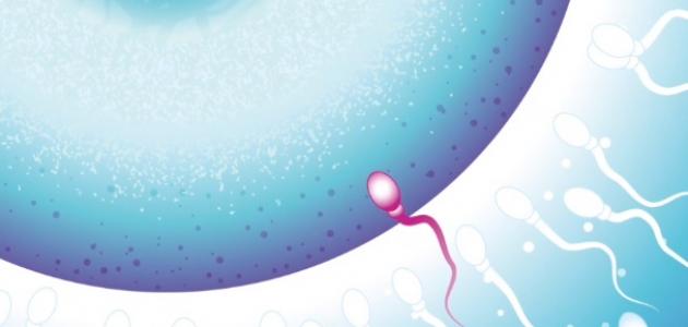 تكوين الجنين ومراحله الأساسية