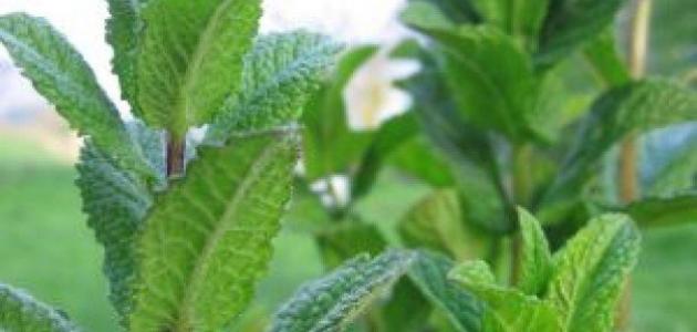 فوائد شرب النعناع للبشرة وتأثيراته الإيجابية