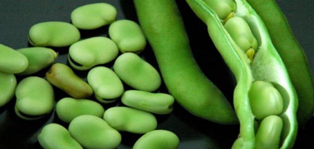 فوائد الفول الأخضر وتأثيراته الصحية