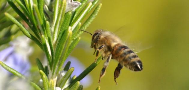 فوائد عسل الزعتر الصحية